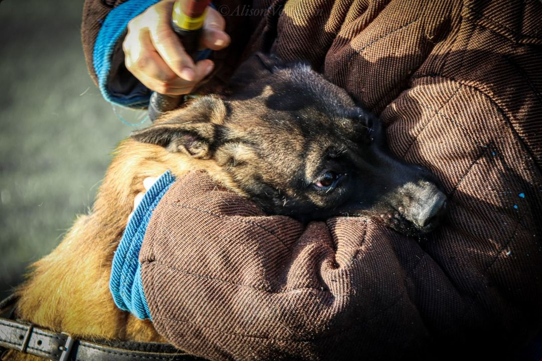 Belgian Malinois protection dog in training